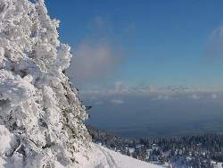 1617.jpg (74947 bytes)