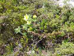 Cliquer pour agrandir l'image (800x600 :  98 KB pixels); 31.05.2003 13:52