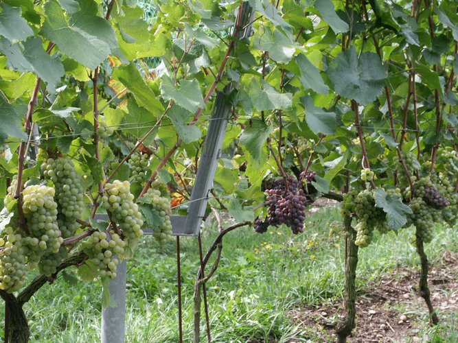 Click to see next picture