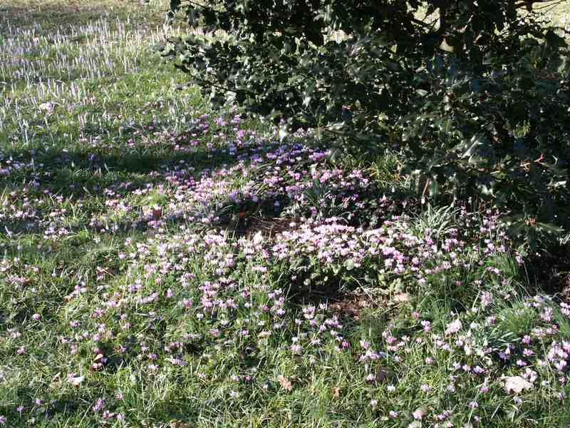 Clic ici pour voir l'image suivante