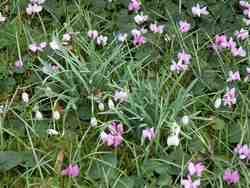 Cliquer pour agrandir l'image (800x600 :  73 KB pixels); 25.02.2004 14:38