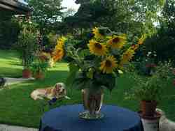 Cliquer pour agrandir l'image (1600x1200 pixels; 5625 KB)