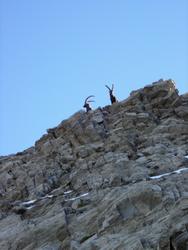 Cliquer pour agrandir l'image (450x600 pixels; 46 KB)