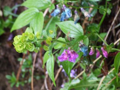 Cliquer pour agrandir l'image (2592x1944 pixels; 14762 KB)