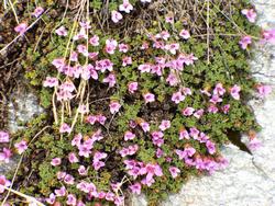 Cliquer pour agrandir l'image (1024x768 pixels; 333 KB)