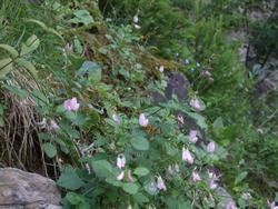 Cliquer pour agrandir l'image (1024x768 pixels; 189 KB)