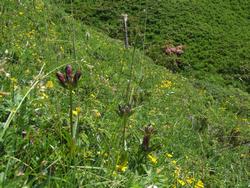 Cliquer pour agrandir l'image (1024x768 pixels; 285 KB)