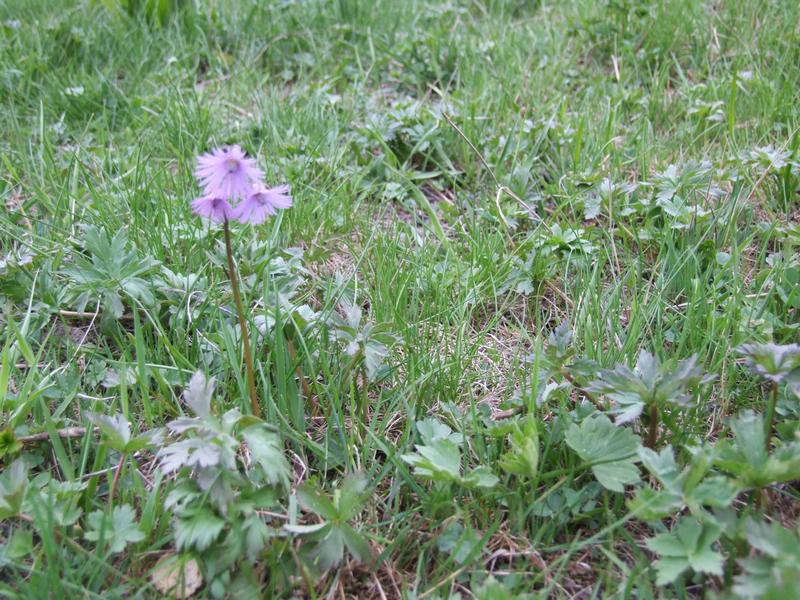 Cliquer pour voir l'image suivante