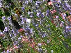 Cliquer pour agrandir l'image (800x600 pixels; 125 KB)