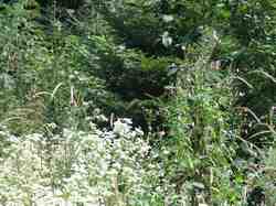 Clic pour agrandir l'�mage (1024x768 pixels; 233 KB)