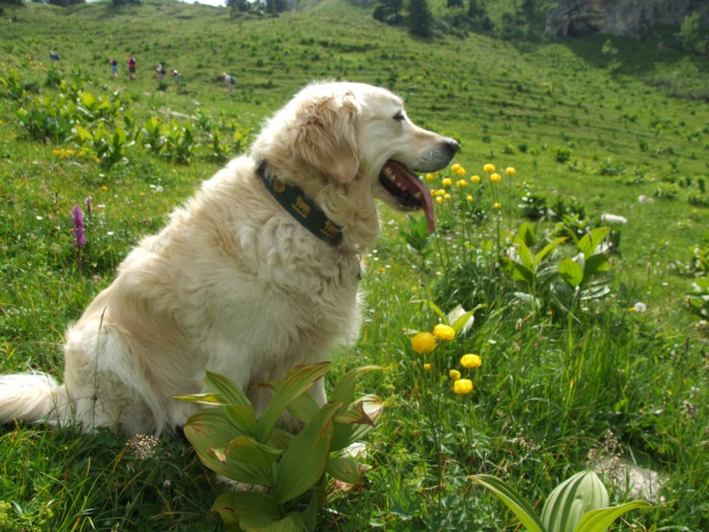 Pour l'image suivante