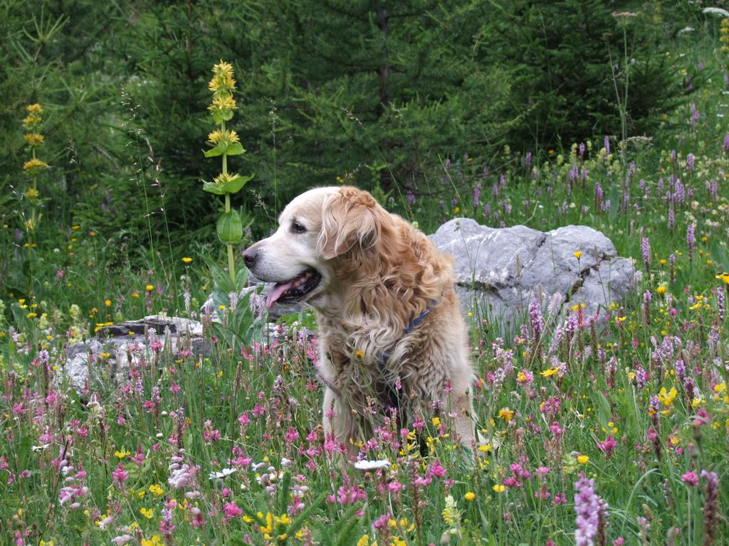 Clic pour voir l'image suivante