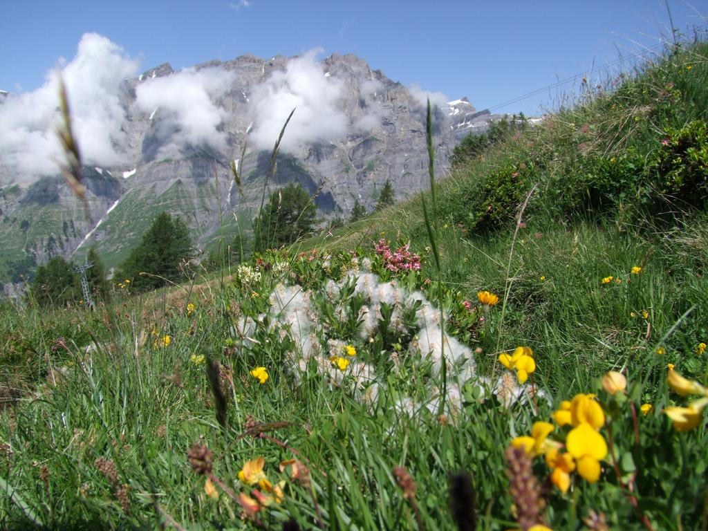 Clic pour voir l'image suivante