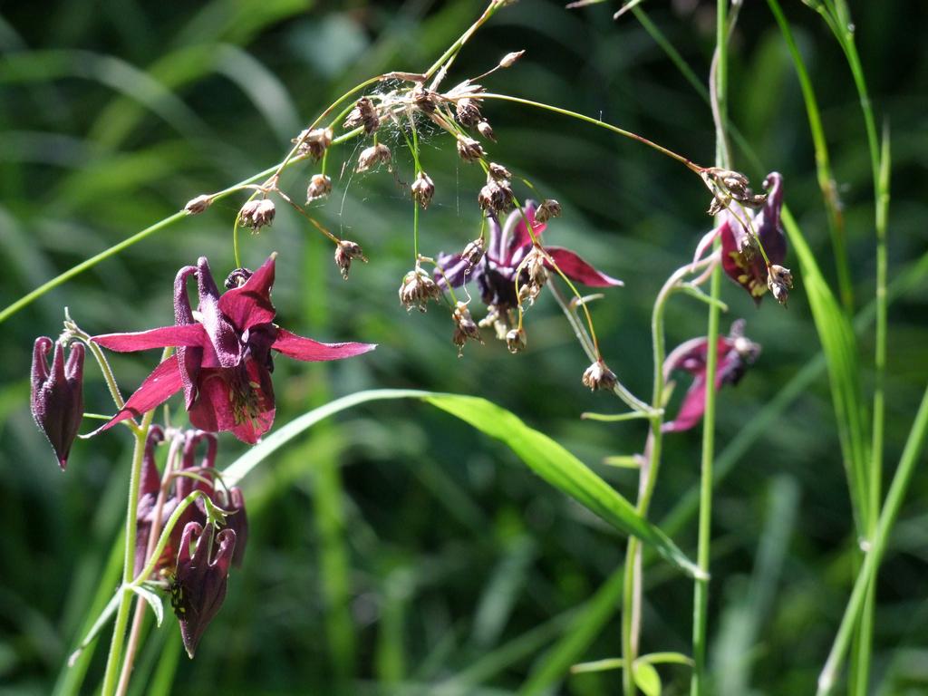 Clic pour voir l'image suivante