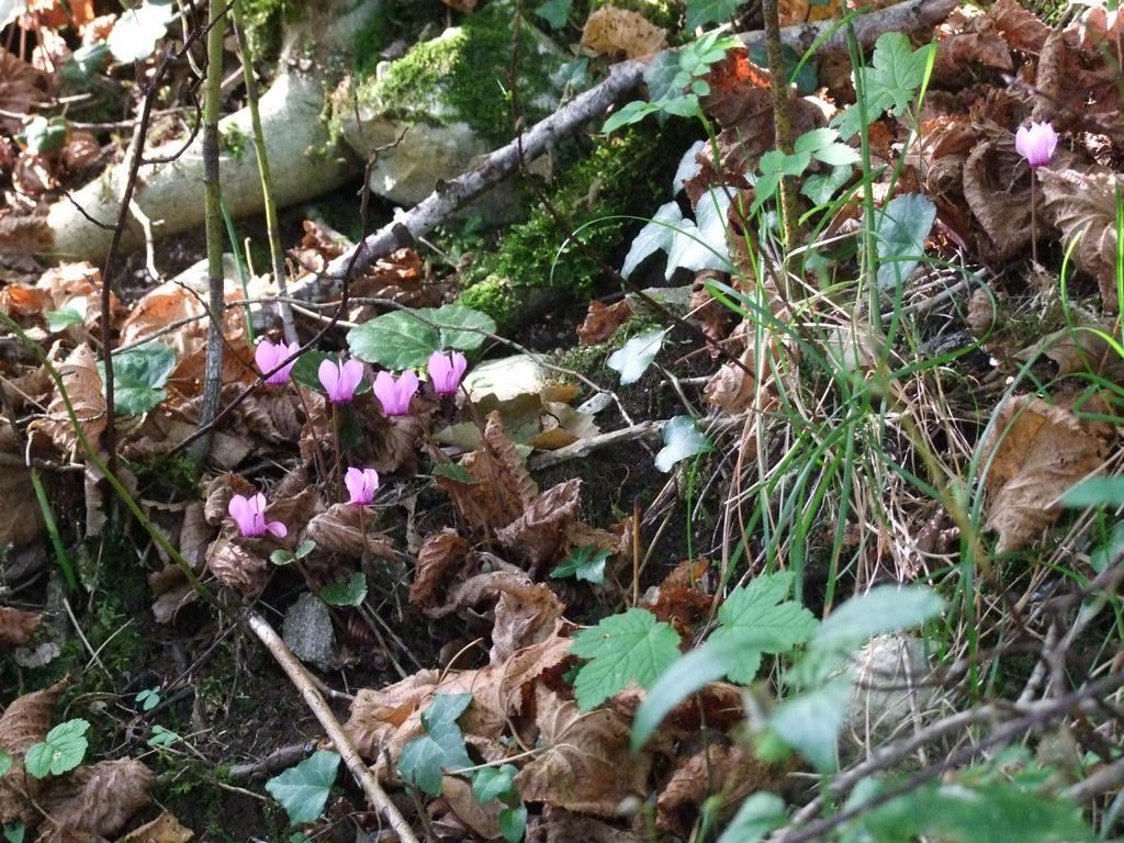 Pour l'image suivante