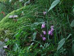 Pour agrandir l'image (1024x768 pixels; 182 KB)