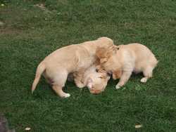 Pour agrandir l'image (1024x768 pixels; 184 KB)