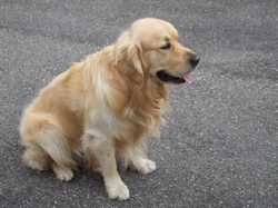 Pour agrandir l'image (800x600 pixels; 92 KB)