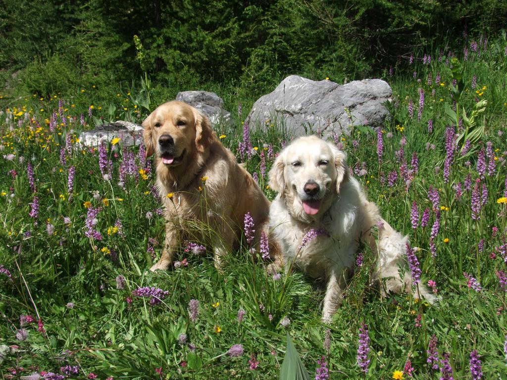 Cliquer pour voir l'image suivante