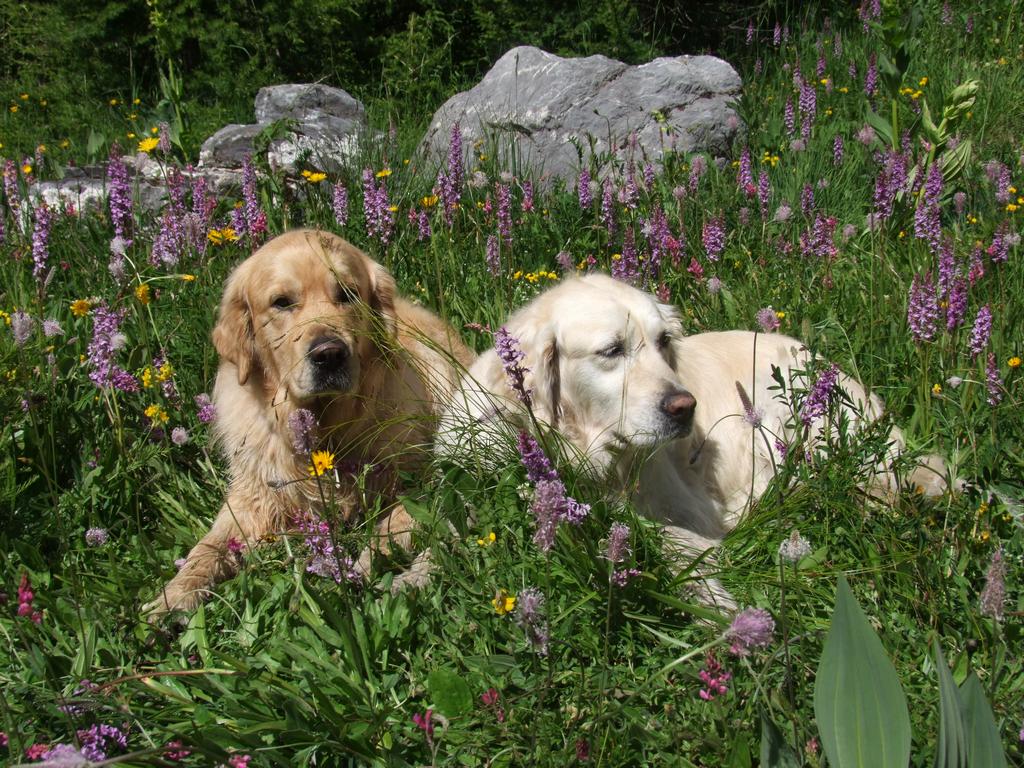 Cliquer pour voir l'image suivante