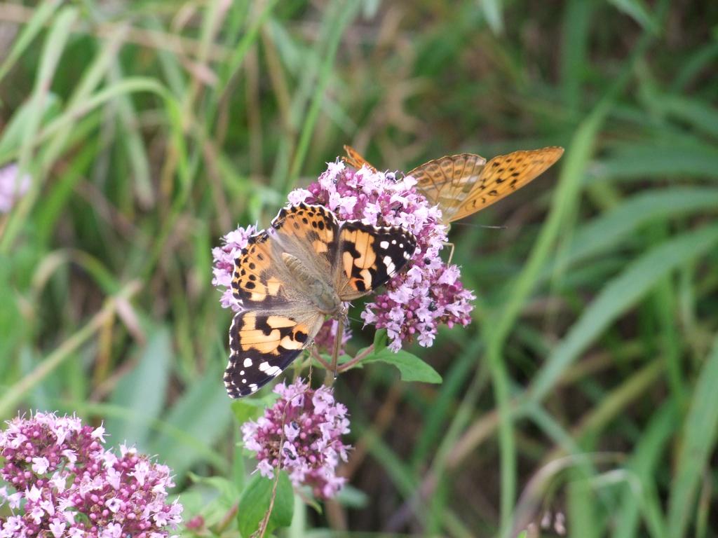Pour l'image suivante