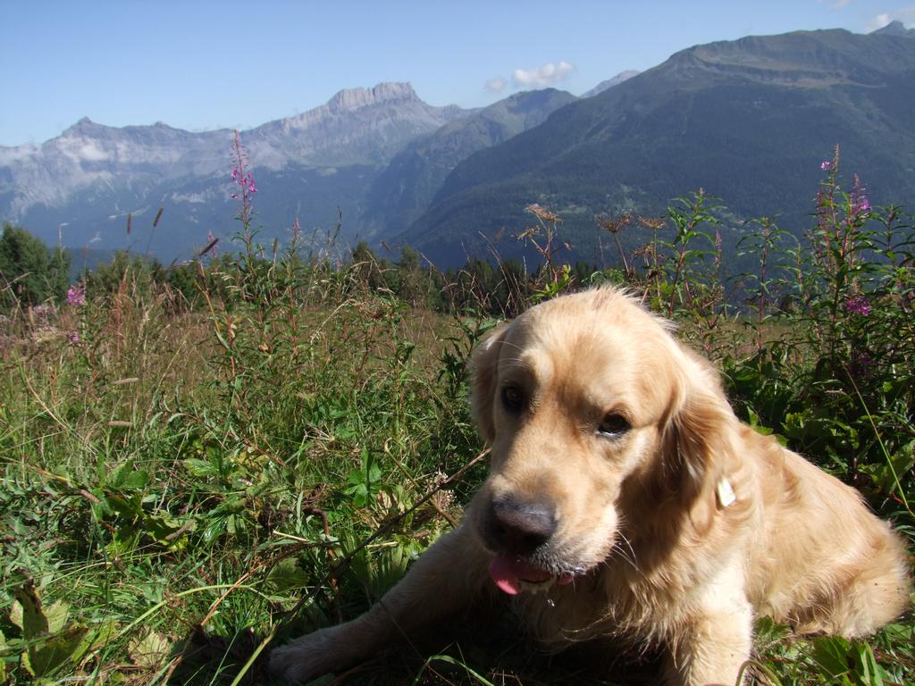 Pour l'image suivante