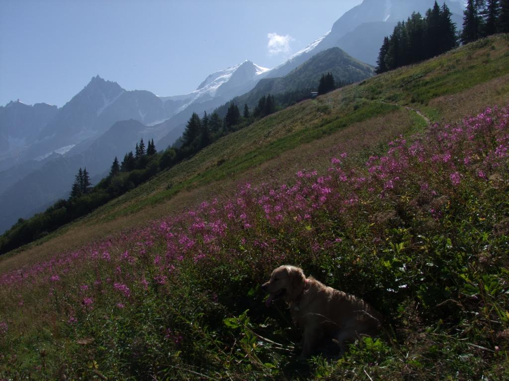 Pour l'image suivante