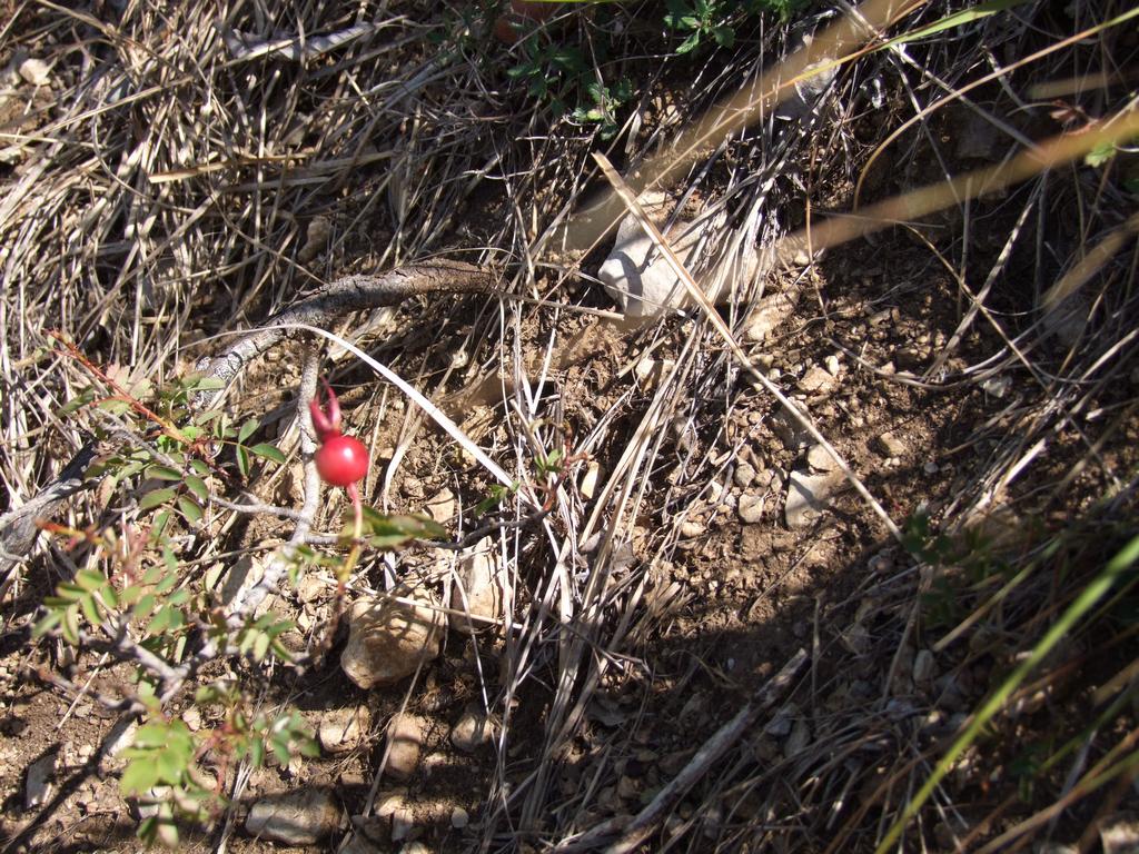 Pour l'image suivante