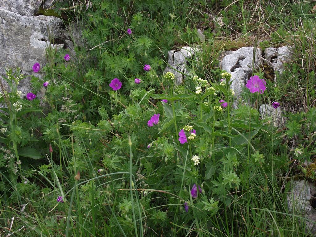 clic ici pour suivante