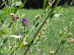 Clic pour agrandir l'image (1024x768 pixels; 115 KB)