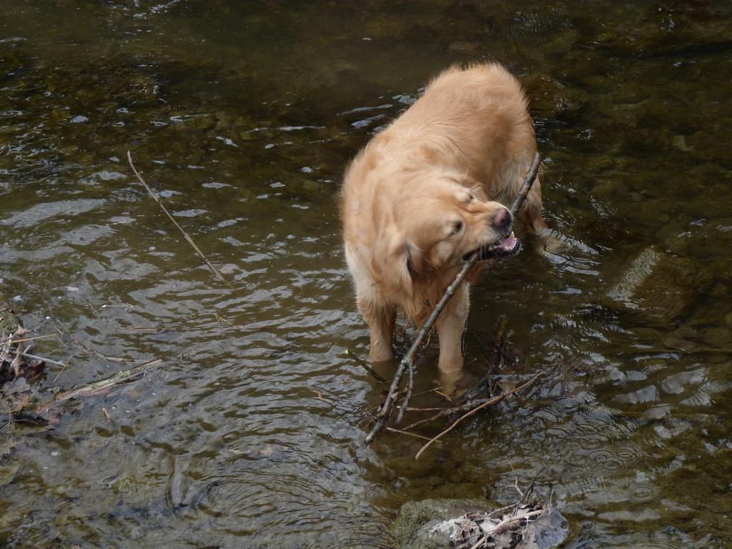 Cliqeu pour voir l'image suivante