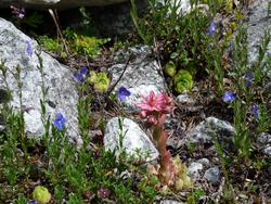 Clic pour agrandir l'image (1024x768 pixels; 228 KB)