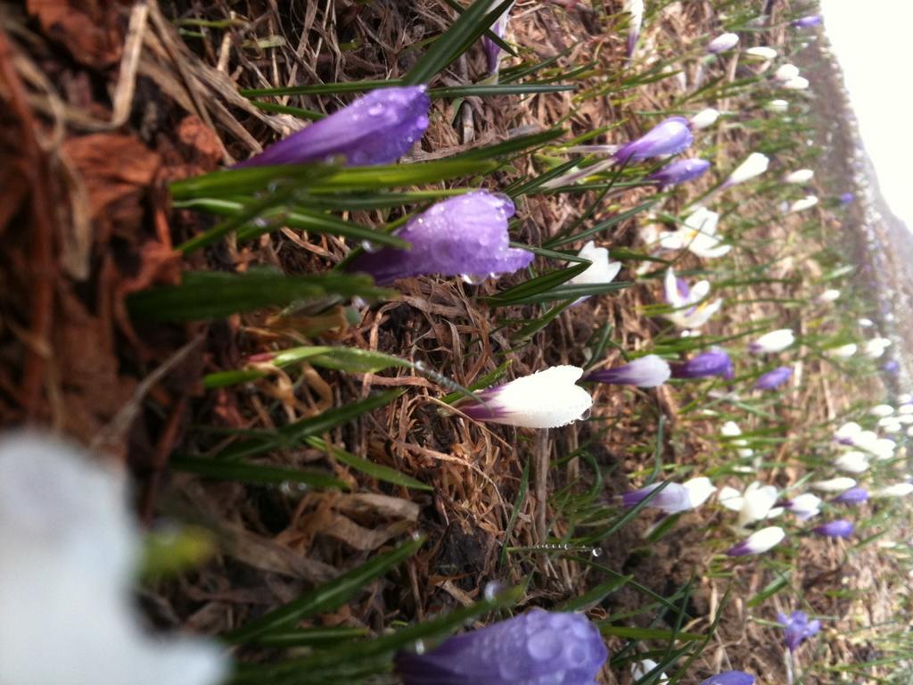 Clic pour l'image suivante