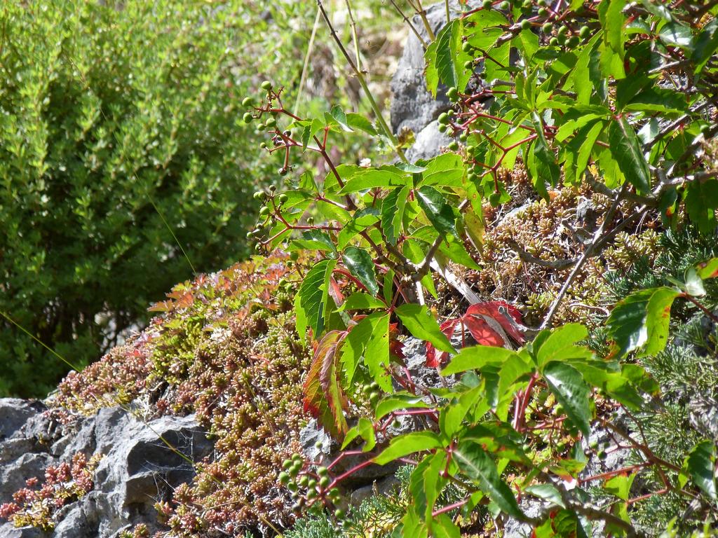 Clic pour l'image suivante