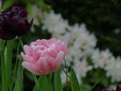 Clic pour agrandir l'image (1024x768 pixels; 100 KB)