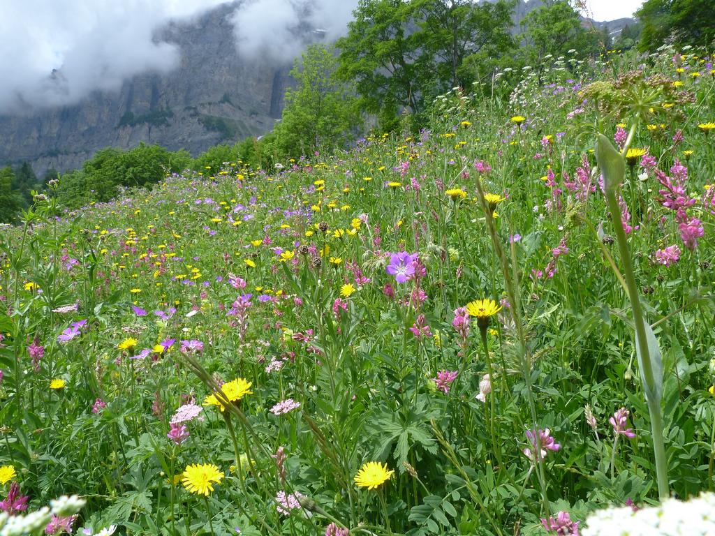 Clic pour l'image suivante