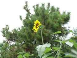 Clic pour agrandir l'image (1024x768 pixels; 158 KB)