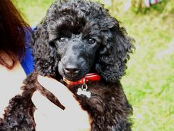 Clic pour agrandir l'image (1024x768 pixels; 110 KB)