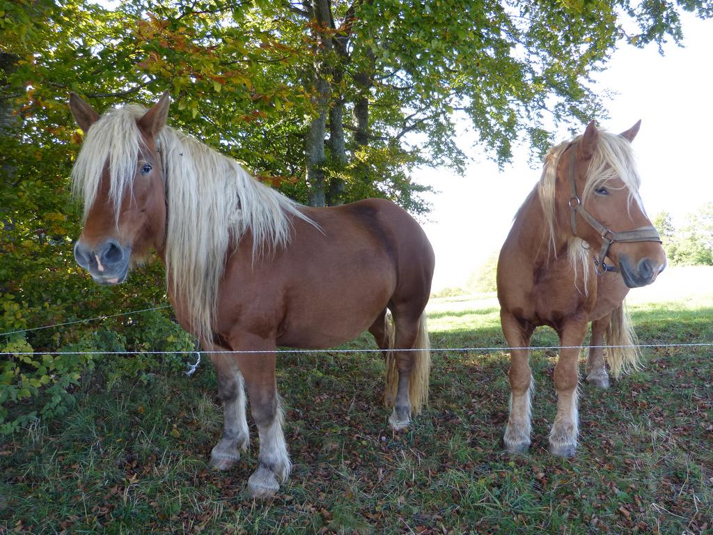 Clic pour l'image suivante