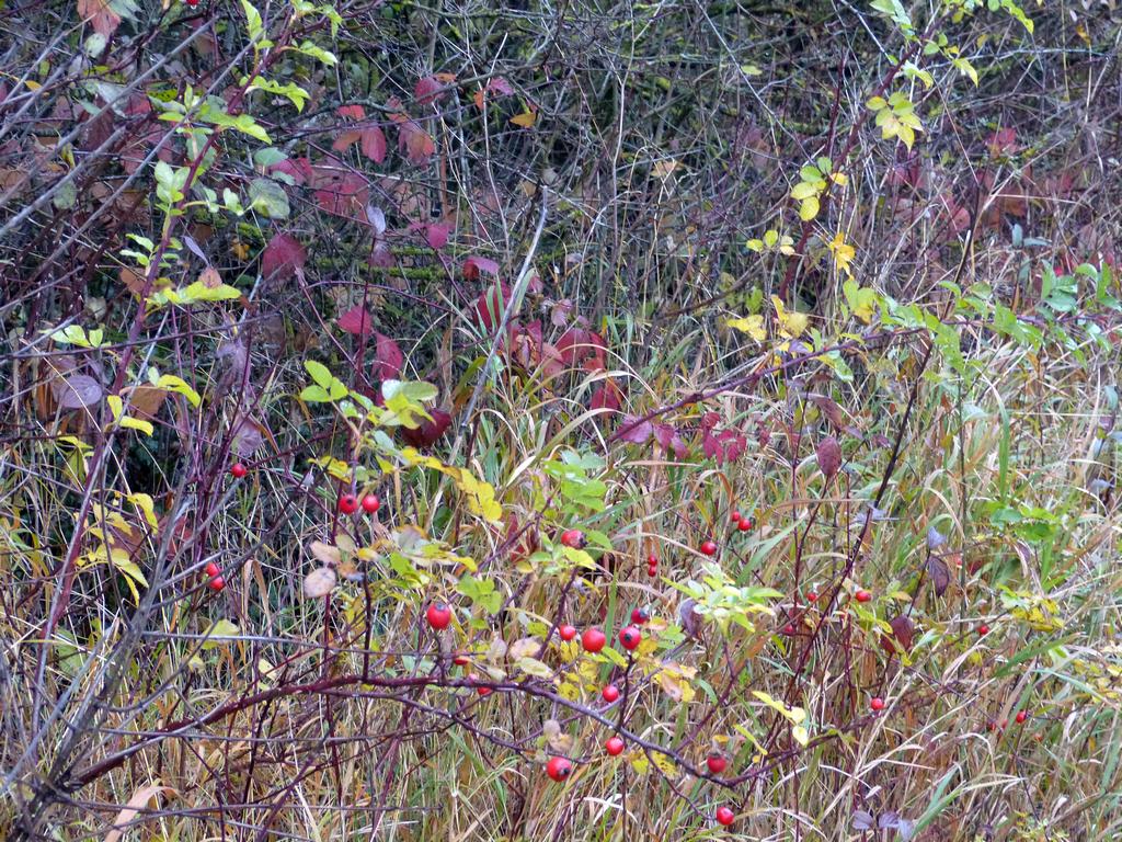 Clic pour l'image suivante