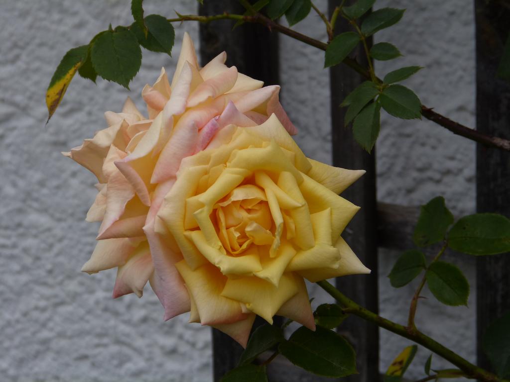 Clic pour l'image suivante