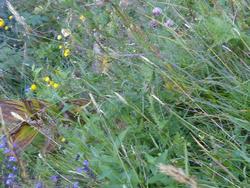 Click to see big picture (1024x768 pixels; 163 KB)