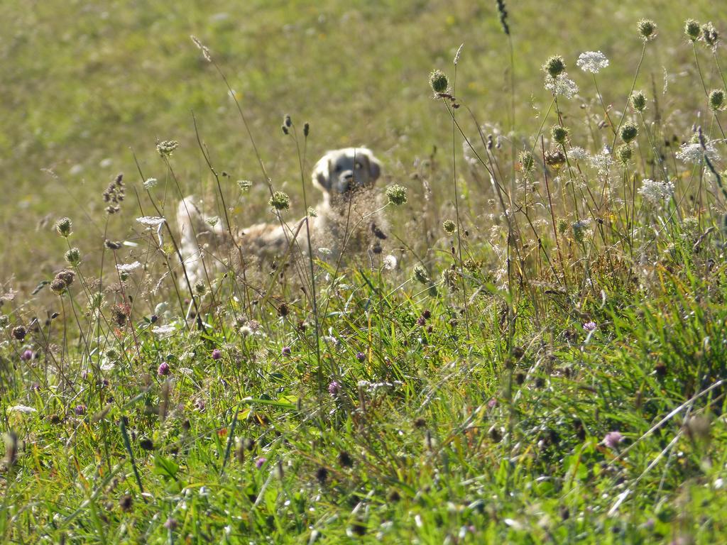 {Clic pour voir plus grand}