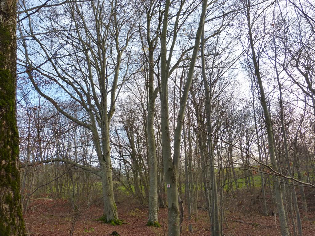 {Clic pour voir plus grand}