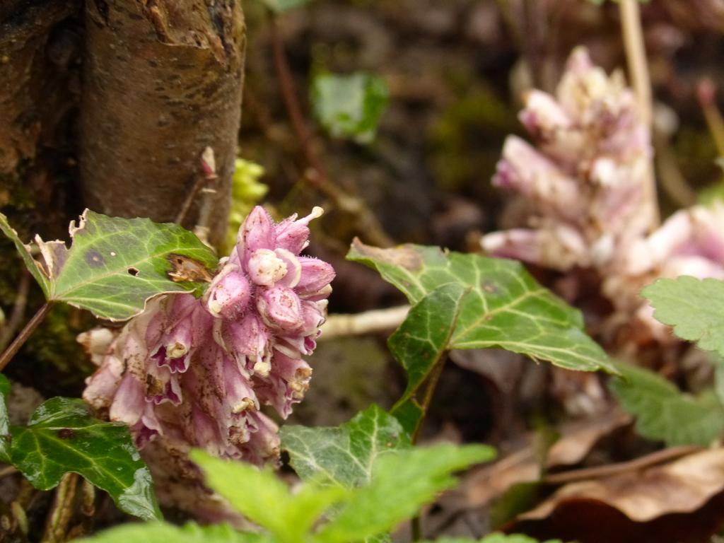 {Clic pour voir plus grand}