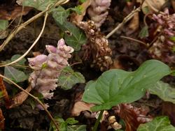 Click to see big picture (1024x768 pixels; 101 KB)