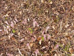 Click to see big picture (1024x768 pixels; 291 KB)