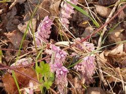 Click to see big picture (1024x768 pixels; 144 KB)