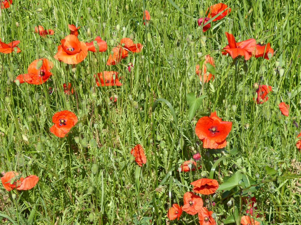 {Clic pour voir plus grand}