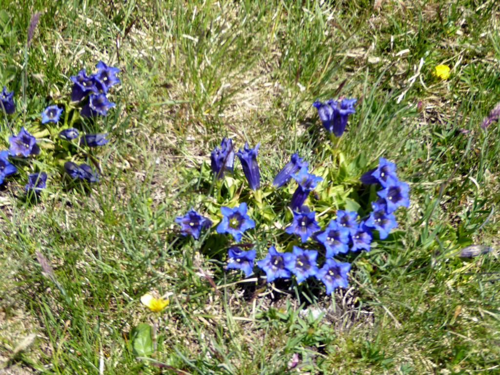 {Clic pour voir plus grand}